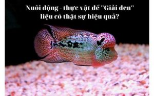 H&oacute;a giải vận xui